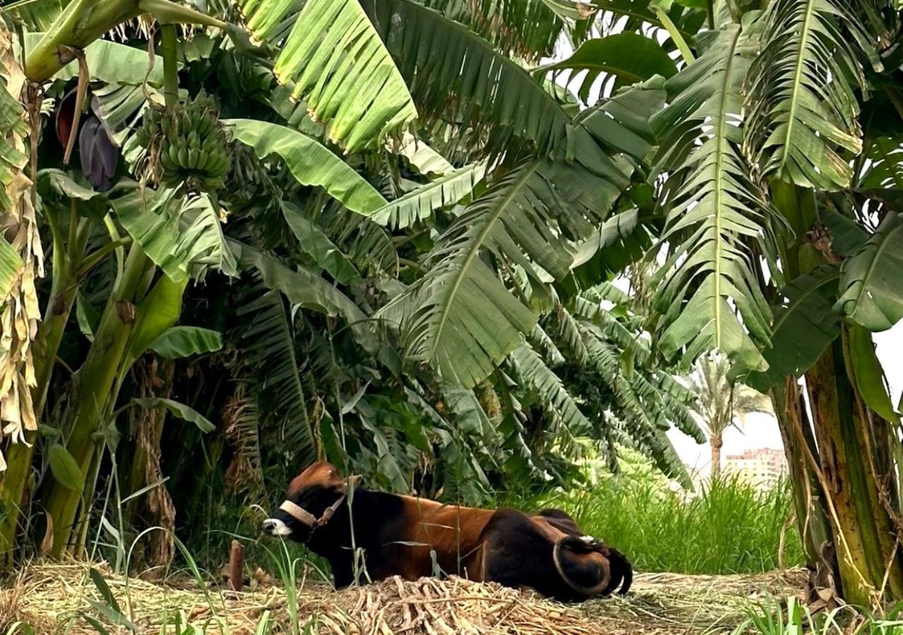 Il Campo Boutique Ecolodge El Hawamdeya Buitenkant foto